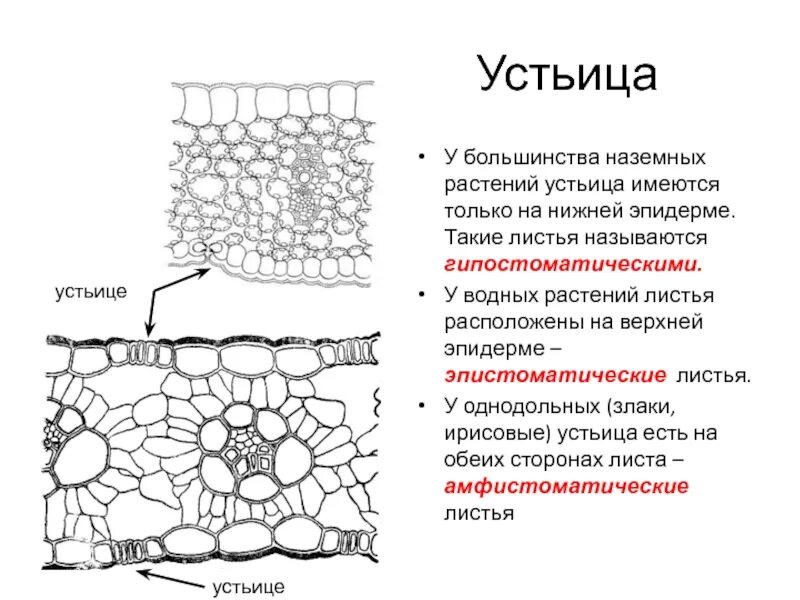 Где располагается лист. Строение листа растения устьица. функции устьица листа 6 класс. функция устьиц листа растений. устьица листа строение и функции.