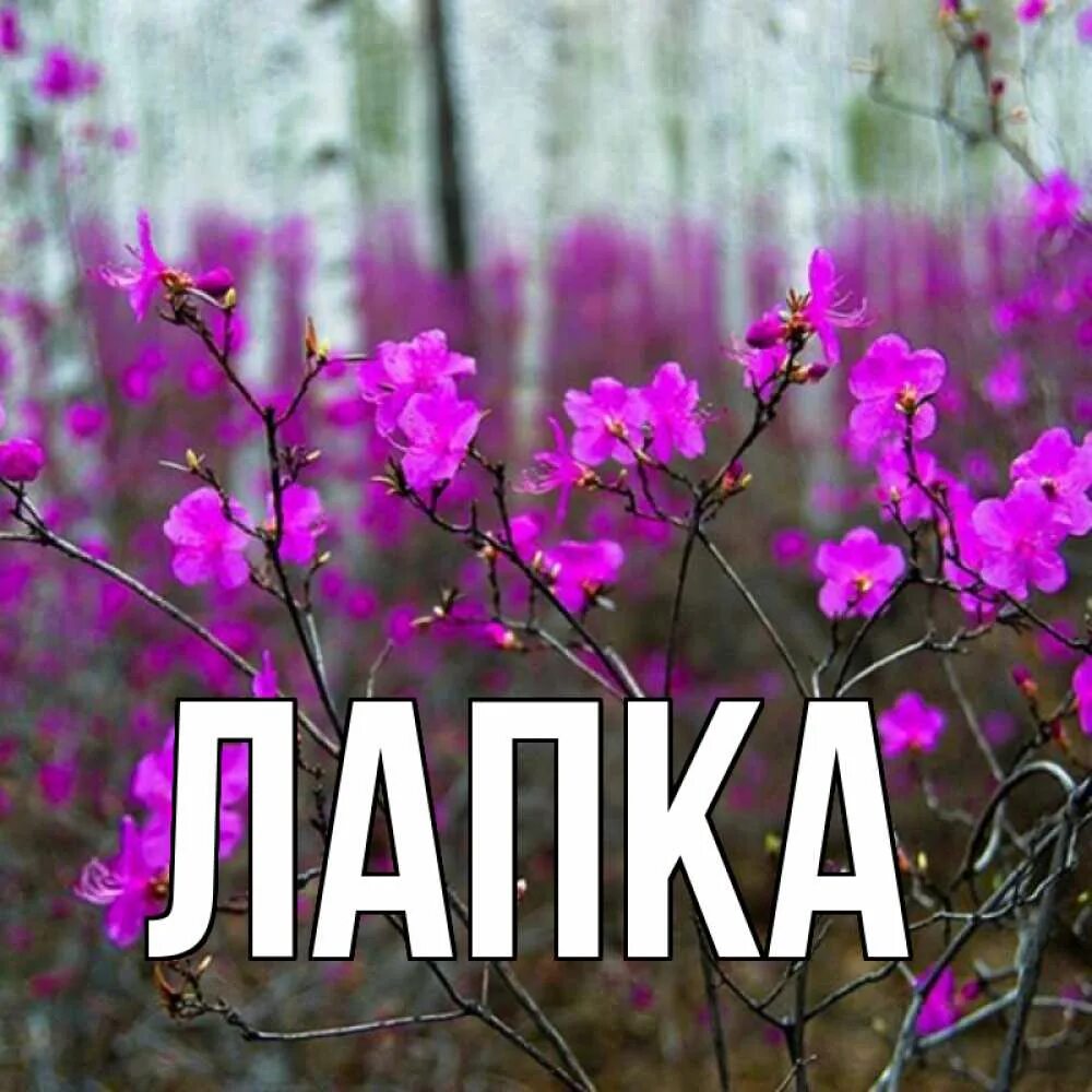 Имя лапка