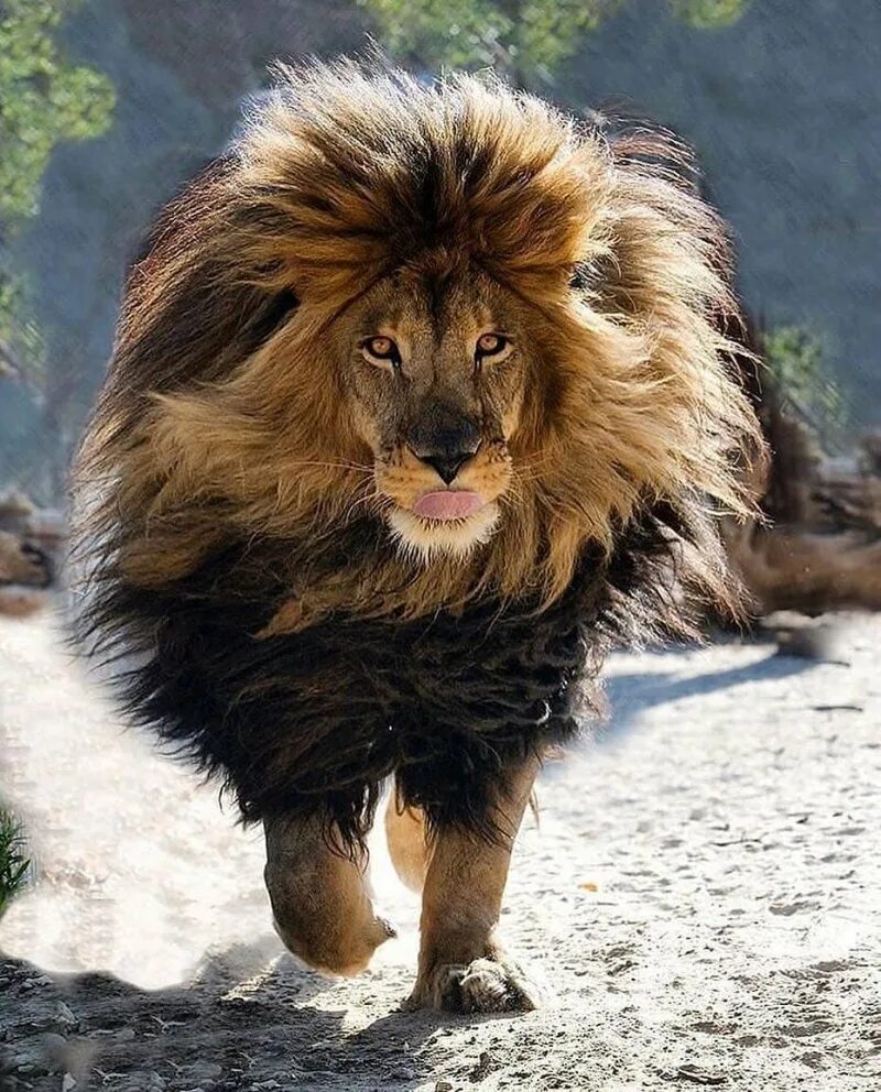 Хищный взгляд. Африканская гиеновая собака. Ягуар хищник. Самое крутое животное. Животные в очках.