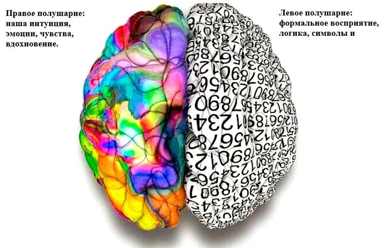 Полушария мозга. Цвета полушарий мозга. Восприятие полушарий мозга. Восприятие левого и правого полушария. Тест правое полушарие