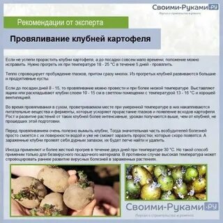Сколько время прорастает картошка