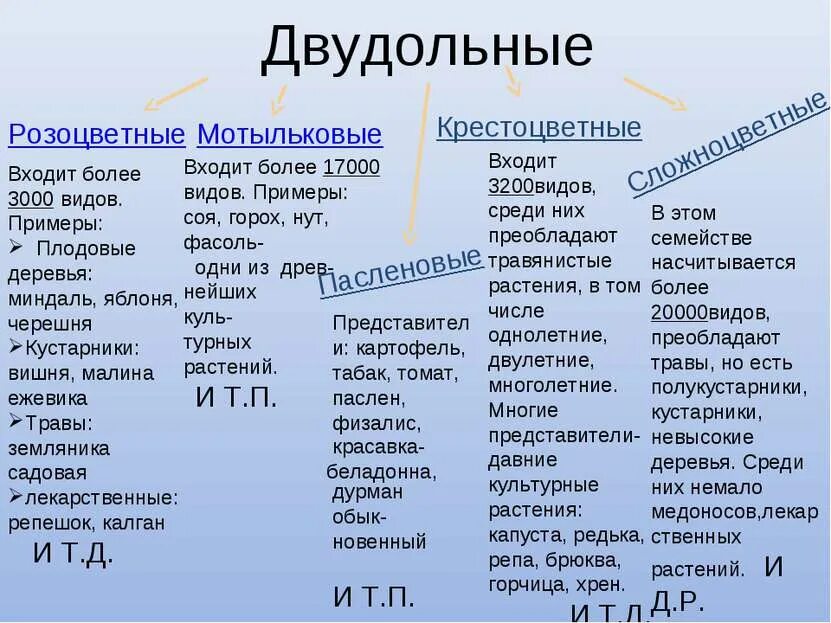 Определение двудольных. Представители двудольных растений. представители однодольных и двудольных растений. дву доль ные рас те ния. примеры двудольныхых растений.