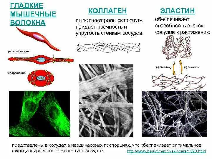 Коллаген эффективность. Коллагеновые волокна соединительной ткани. Строение коллагенового волокна. Коллагеновые и эластиновые волокна. Коллагеновые волокна сосудов.