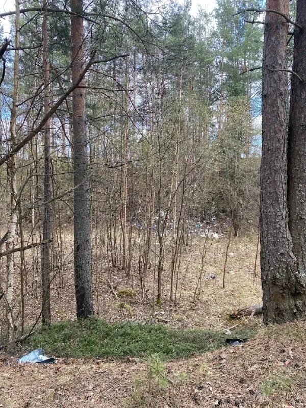 сосновка 2023