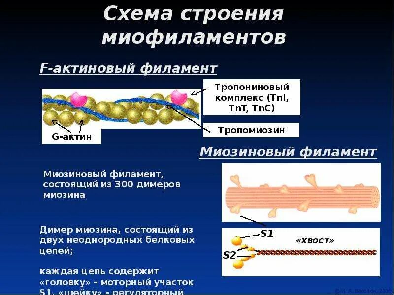 Актин состоит. Миозиновый филамент строение. Актиновые филаменты строение. Строение актина и миозина. Структура актина и миозина.