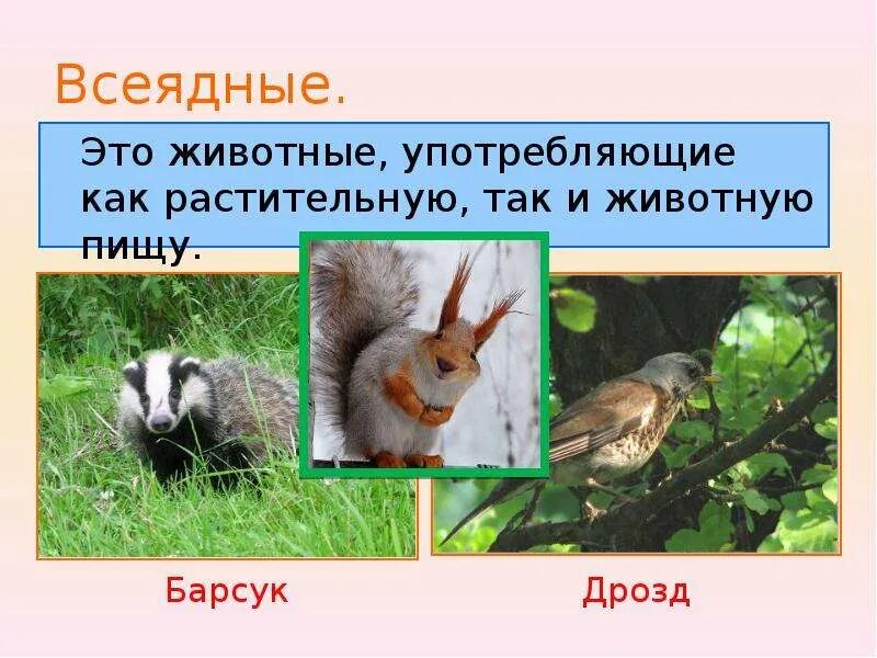 Всеядная группа животных