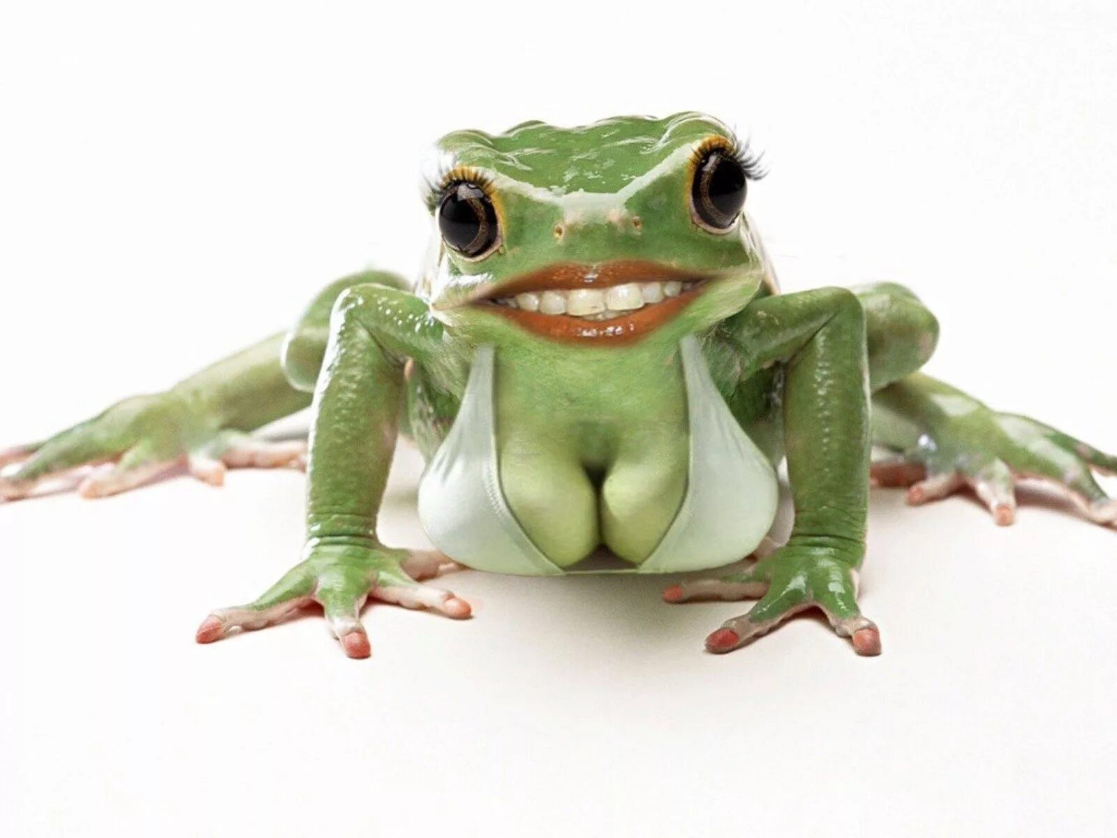 Полную версию про лягушку. Лягушка карточка. Веселая лягушка. Шпорцевая квакша. Полную версию про лягушку.