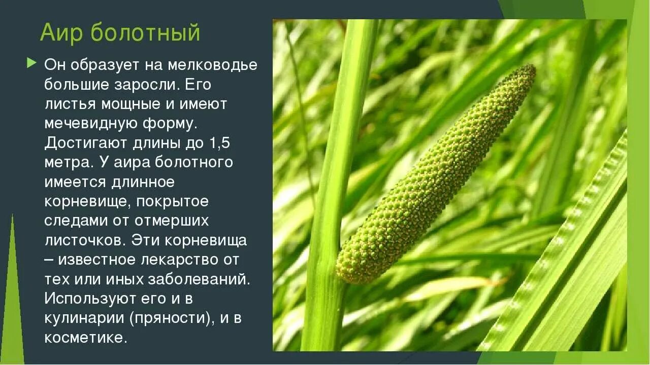 Аир болотный (acorus calamus). Аир болотный описание. Аир обыкновенный соцветие. Аир обыкновенный корневища. Корневище аира болотного характеристики.