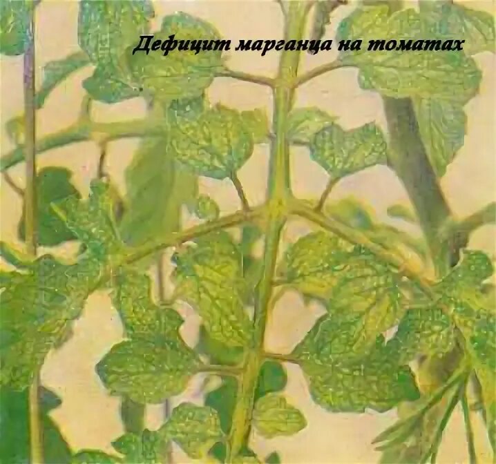 марганцовка помидоров. марганцовка помидоров. замоченные семена. протравливание семян томатов.