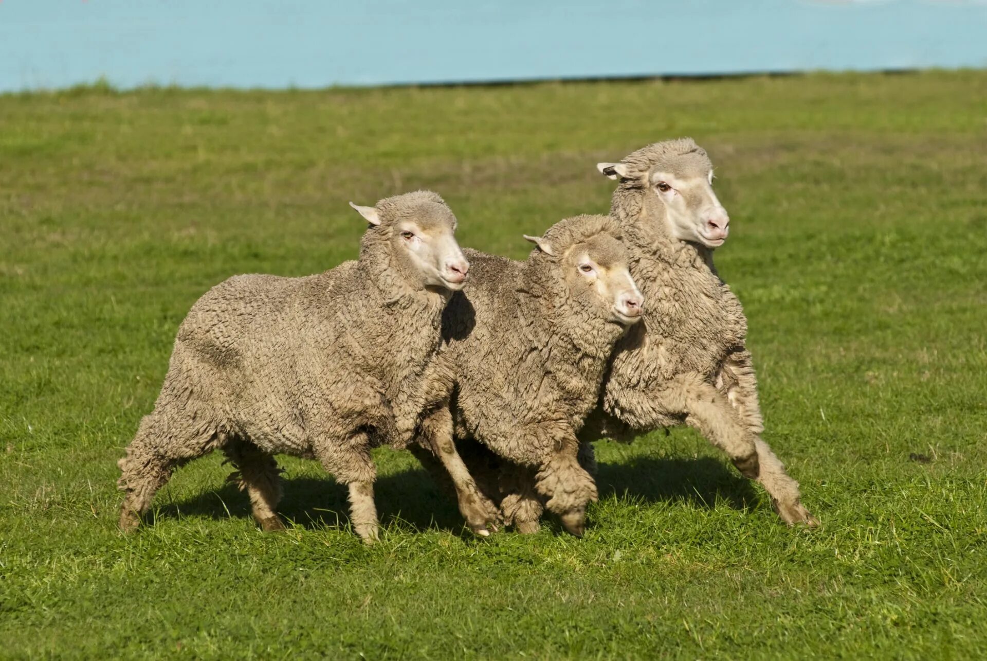 Три овцы. Много овец на английском. 15 Овец на английском. Three Sheep. Как по английски будет овца