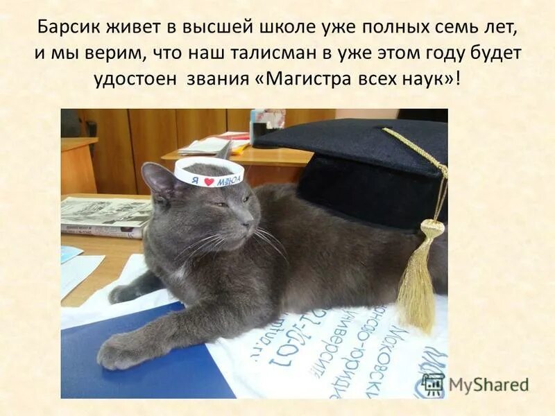 Запусти барсика. Сочинение про кота Барсика. Мой кот Барсик. Барсик кот описание. Кот Барсик идёт в школу.