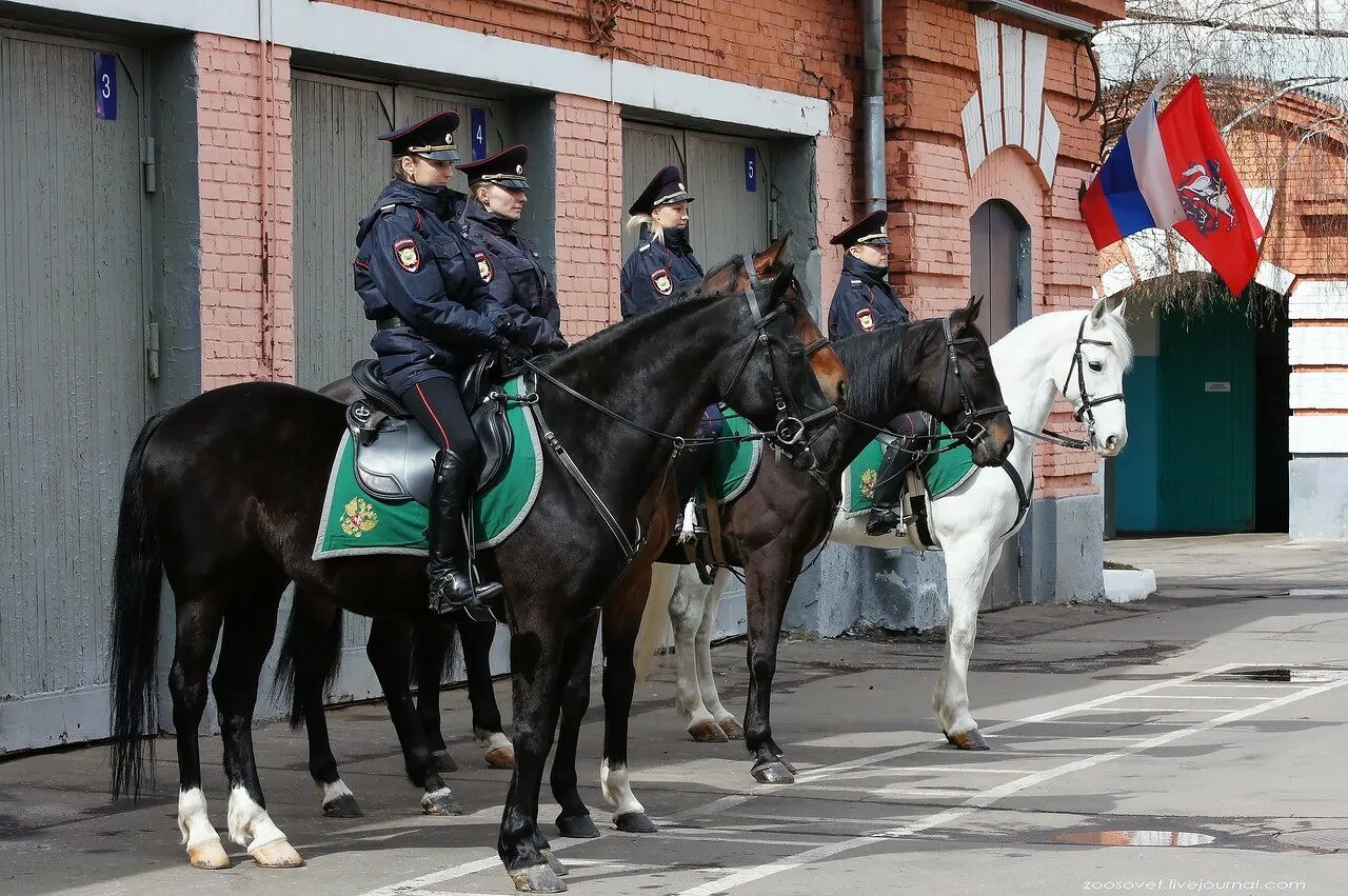 Конная полиция в Москве. Полицейский кавалерист Москва. Кавалерия Конная полиция. Конная полиция Питер.