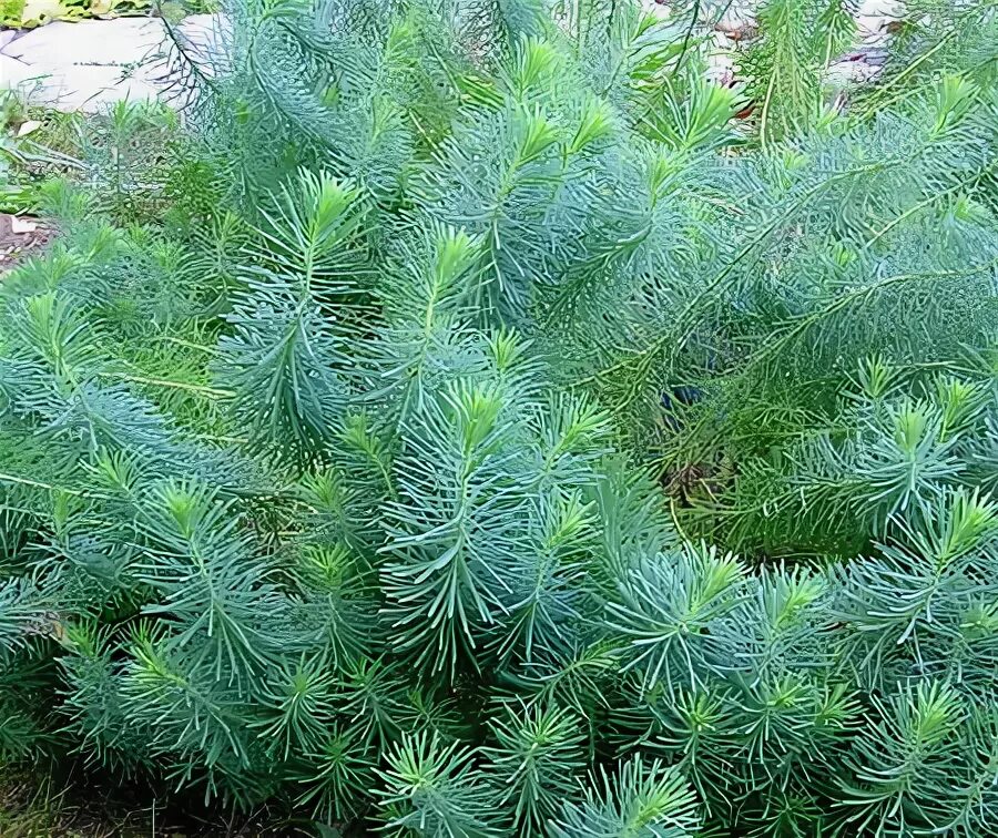 маленькое растение похожее на елочку. комнатное растение похоже на ель. молочай кипарисовый елочка. молочай кипарисовый елочка. цветки аспарагуса перистого.