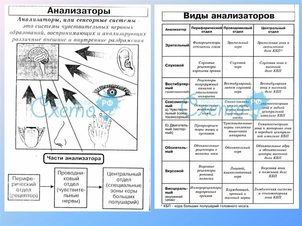 Контрольная работа органы чувств 8 класс. Таблица анализаторы расположение рецепторов. Отделы вкусового анализатора таблица. Таблица органы чувств анализаторы биология 8 класс. Строение анализаторов таблица.