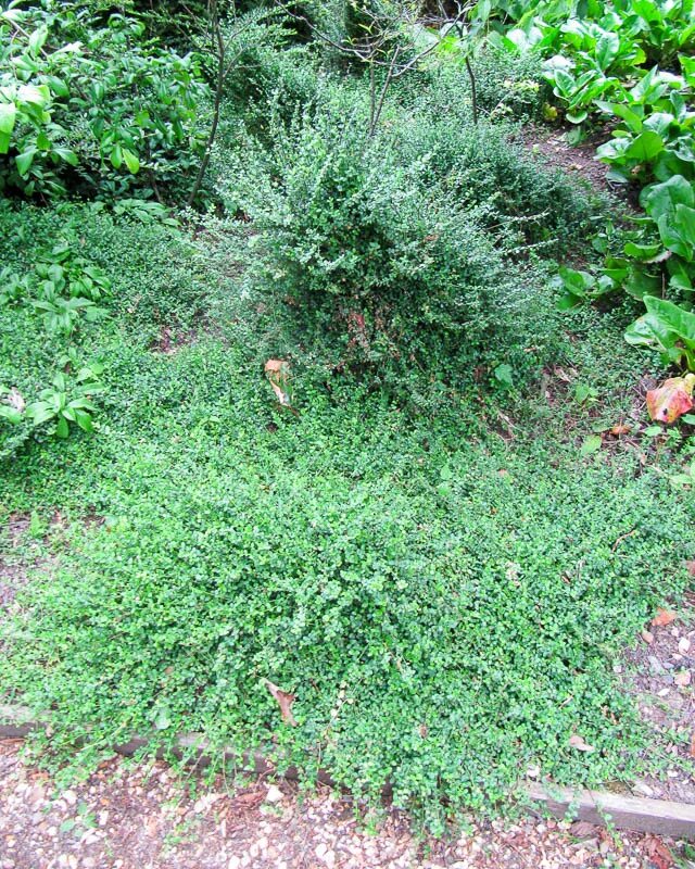 Самшит мелколистный. Самшит buxus microphylla. Эриус кустарник вечнозеленый хвойный. Мелколистный (buxus microphylla) самшит. Вечнозеленый кустарник с ползучими корневищами.