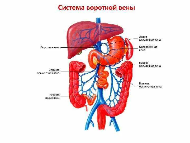 Воротная Вена печени система. Система воротной вены анатомия. Система воротной вены печени схема движения крови. Воротная Вена печени круг кровообращения. Правая воротная вена