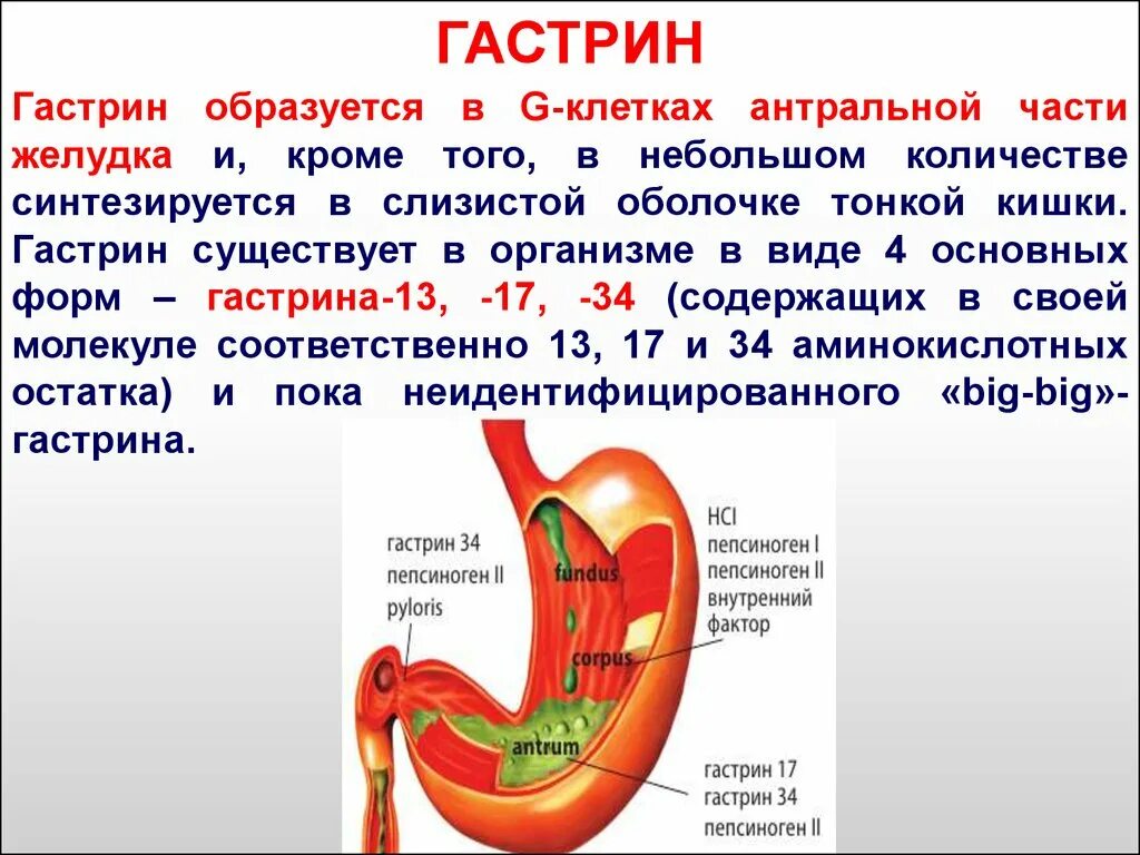 Пищеварительные соки ферменты гормоны. Гастрин образуется в. Гормон желудка гастрин. Где вырабатывается гастрин в желудке. Гастрин синтезируется в.