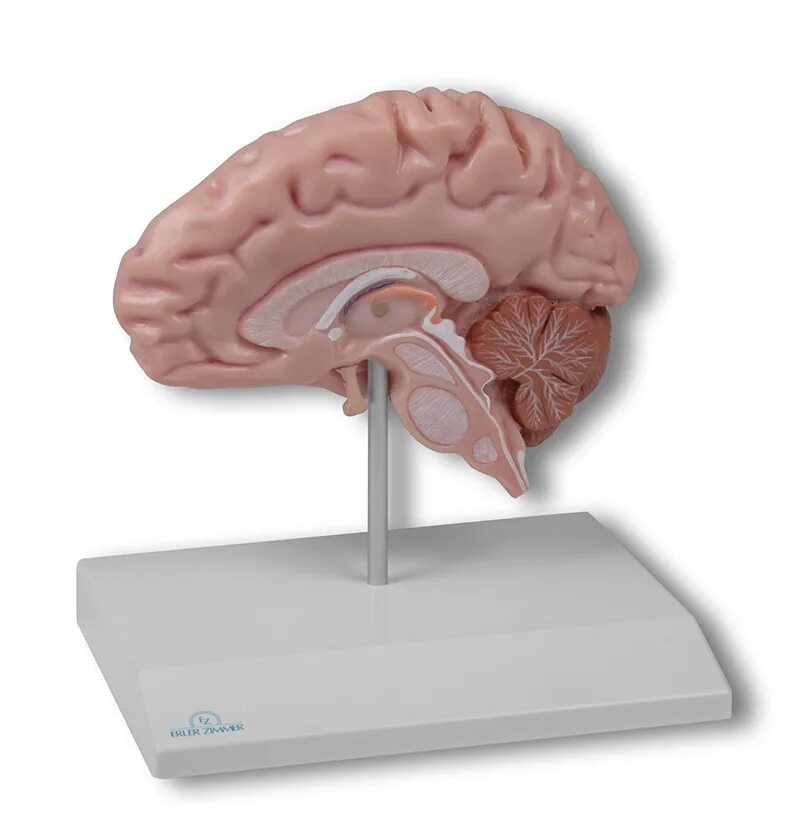 Макет головного мозга. Анатомическая модель мозга. Муляж головного мозга человека.