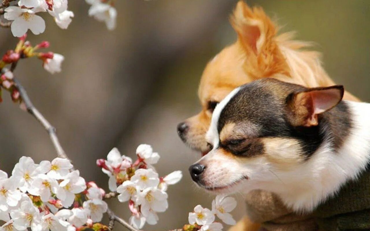 Чихуахуа. Собака весной. Собака с цветком. Собаки весной картинки