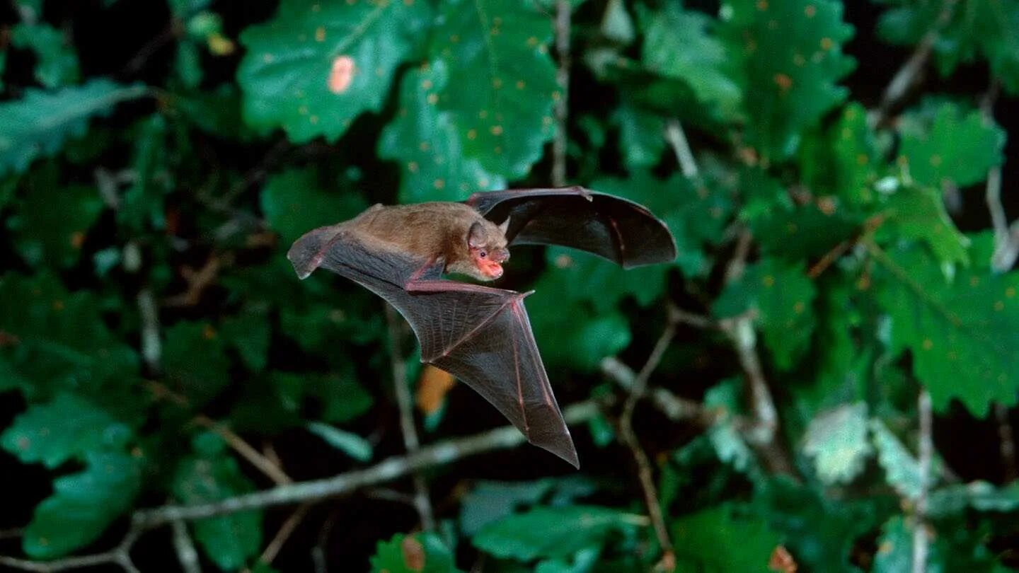 Летучая мышь. Летучие мыши перелетные. Миграция летучих мышей. Крылан кожан ушан. Крыланы насекомоядные.