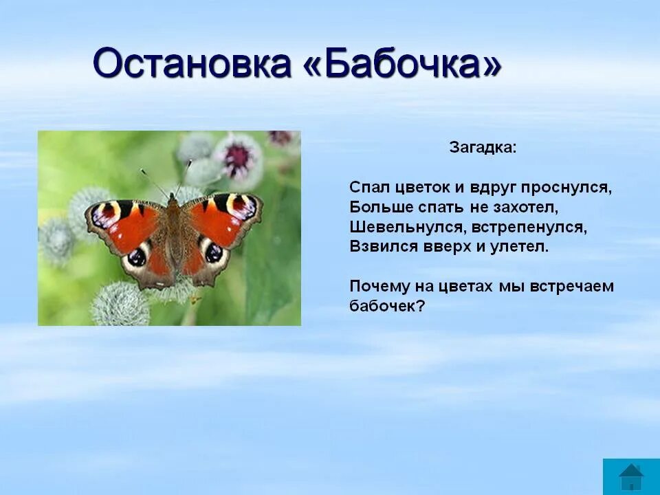 Загадка про бабочку. Загадки на тему бабочка. Загадка про бабочку для детей. Загадка о бабочке бабочка. Бабочка какой вопрос