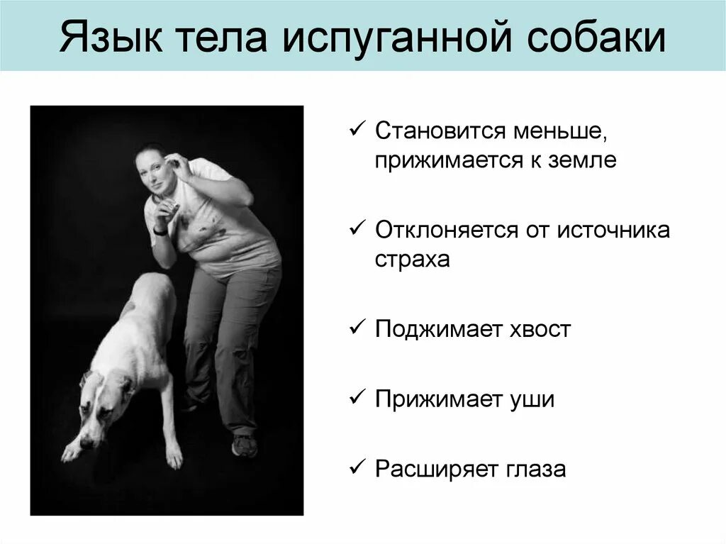 Реакция испуганного организма