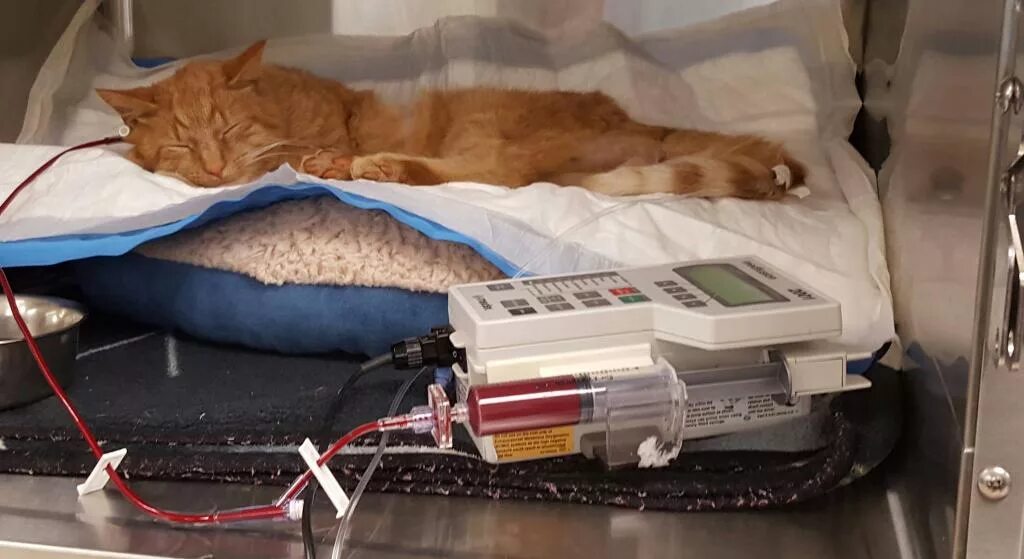 Переливание крови у кошек. Переливаниеикрови животным.