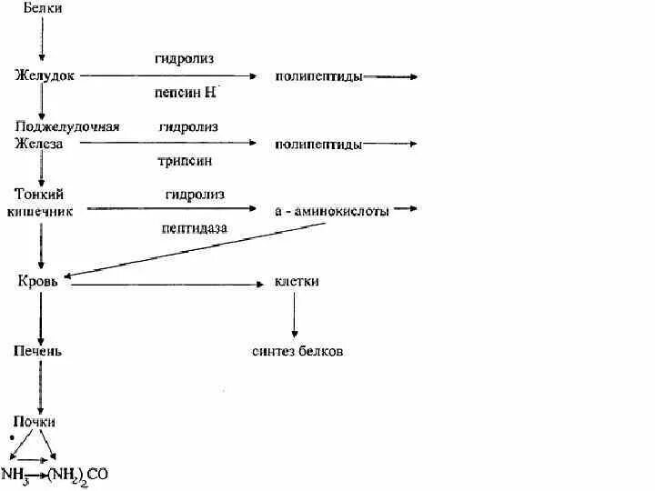 Превращение белков в пище. Превращение белков в организме схема. Схема переваривания белков. Схема превращения белков пищи. Схема расщепления белков.