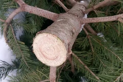 Можно ли есть ствол ели