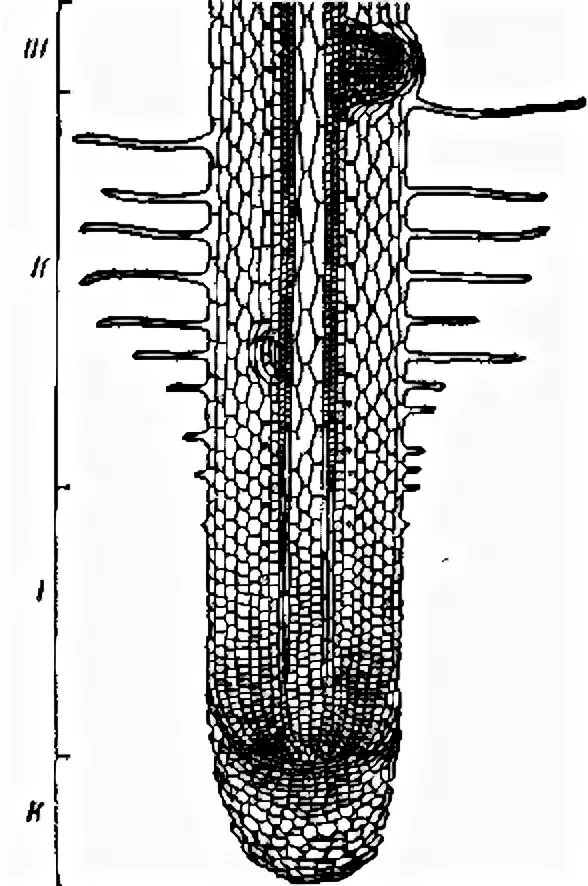 Верхушечный рост корня. Зоны корня ЕГЭ. Строение корня розы. Боковые корни. Строение подземного корня монстеры.