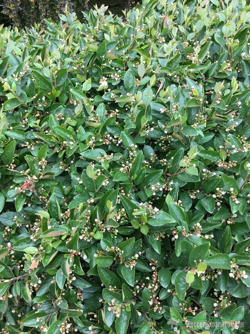 Кизильник cotoneaster lucidus. Кизильник дикий. Кизильник блестящий. Кизильник млечный. Кизильник блестящий сеянцы.