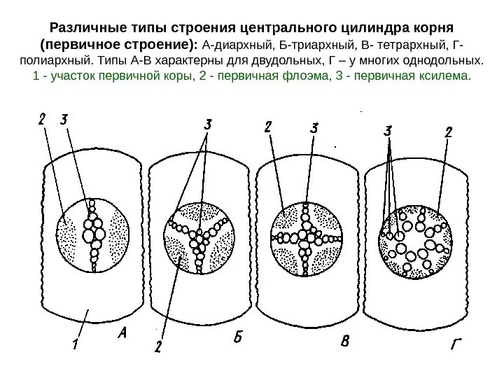 Корни двудольных и однодольных растений. Строение стебля двудольных растений. Строение корня однодольных и двудольных растений. Анатомическое строение корня двудольных растений. Первичное Анатомическое строение корня однодольного растения.