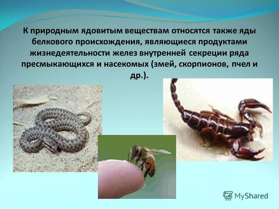 Ядовитые животные россии. Ядовитым животным является. Ядовитые животные. Плакат ядовитых животных. Ядовитые животные описание.