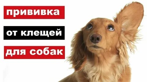 Вакцинация собак от клещей