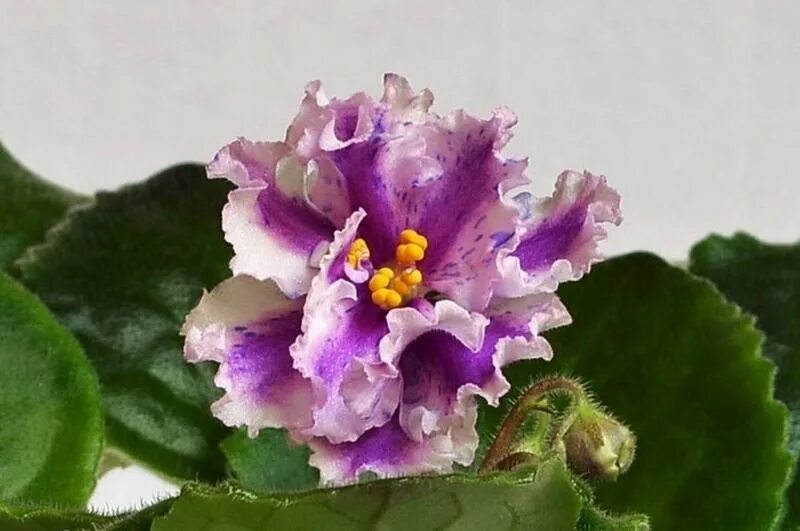 описание голубой фиалки. сенполия голубая. сенполия blue dragon. сенполия блю драгон. узамбарская фиалка синяя.