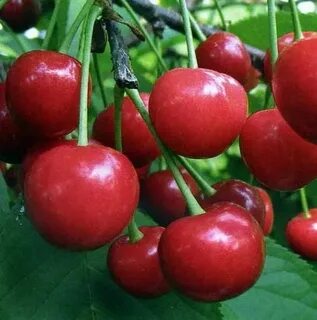 Вишня дюк опылители сорта