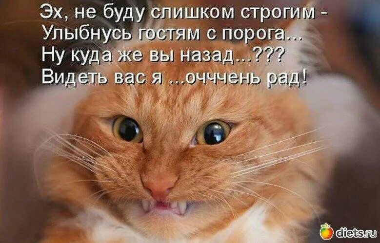 Смешные рыжие коты. Рыжий кот улыбается. Рыжий кот прикол. Смешные рыжие котята с надписями.