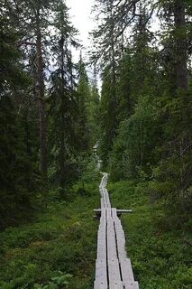 Новая тропа