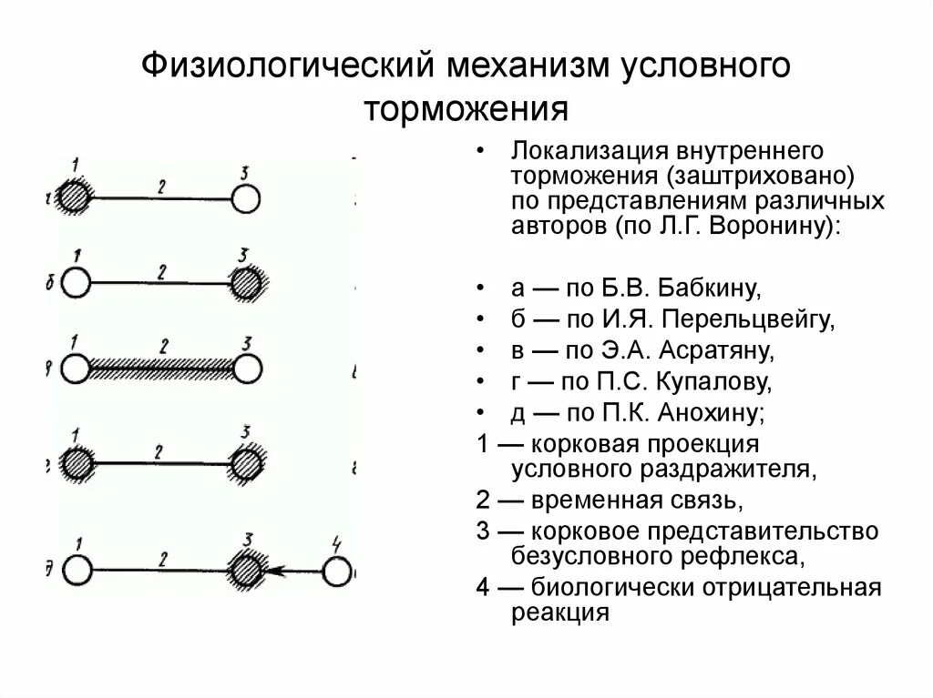 Механизм торможения условных рефлексов. Внутреннее торможение условных рефлексов. Механизм внешнего торможения условного рефлекса. Торможение условных рефлексов схема. Пример торможения у человека