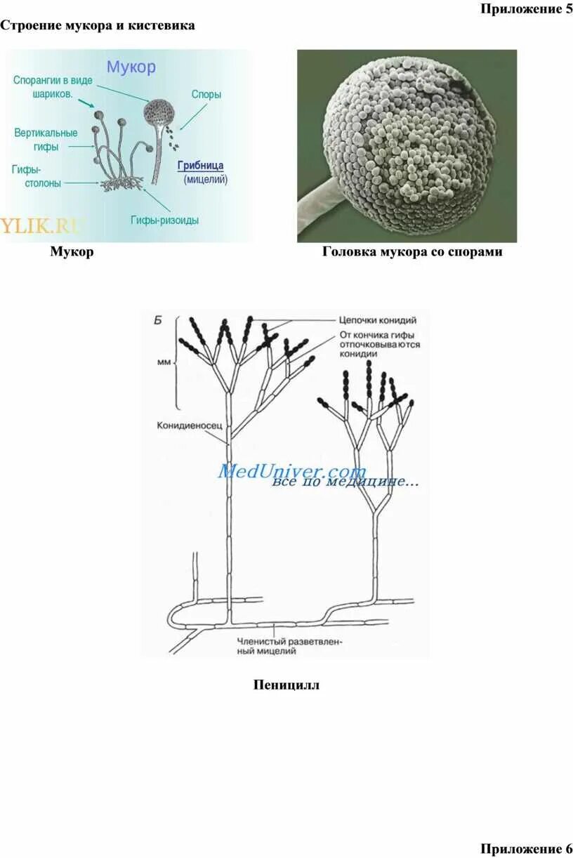 Грибы мукор пеницилл дрожжи. Строение гриба рода Mucor. Строение грибницы мукора. Строение гриба рода мукор. Строение плесневых грибов мукора.