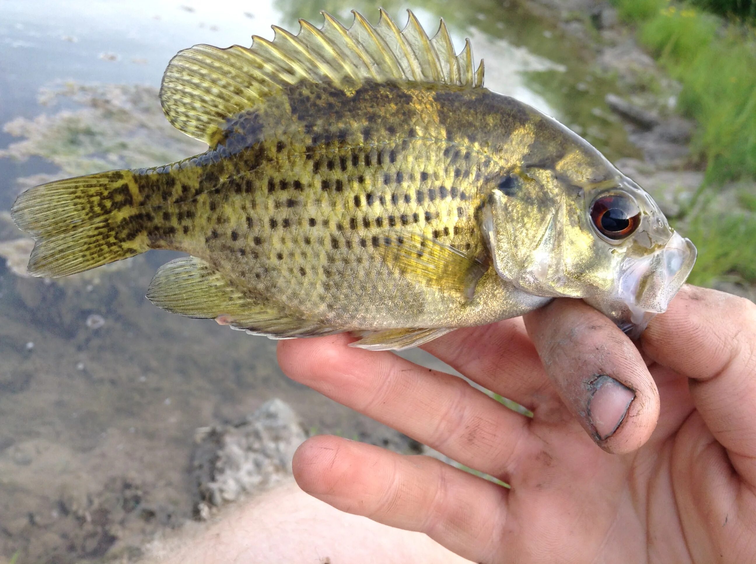 Американский окунь басс. Black Bass рыба. Форелеокунь. Рыба басс фото.