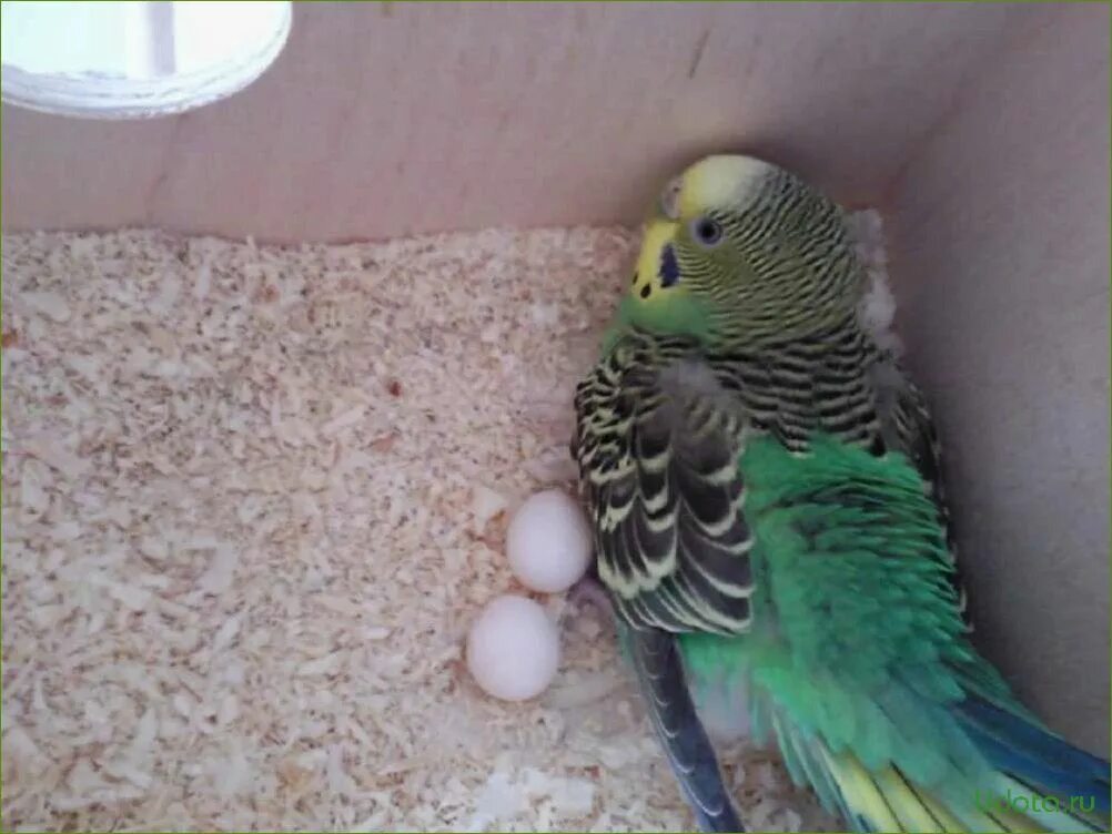 Зелёный волнистый попугай птенец. Яйца волнистых попугаев. Волнистый попугай 2 месяца. Гнездование волнистых попугаев. Можно ли заводить попугаев
