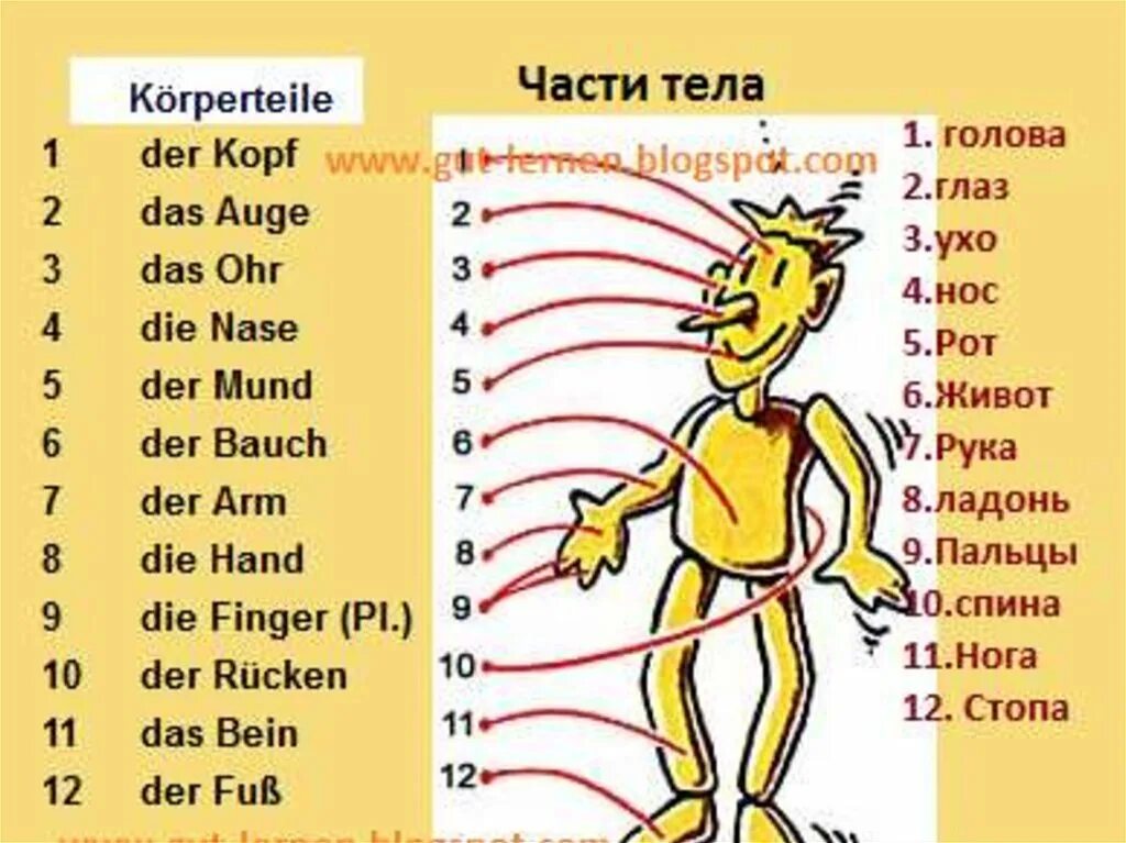 Немецкий 6 класс слова. Части тела немецкий язык 6 класс. Части тела по немецки с переводом. Части тела на немецком языке с переводом. Слова по немецкому части тела.