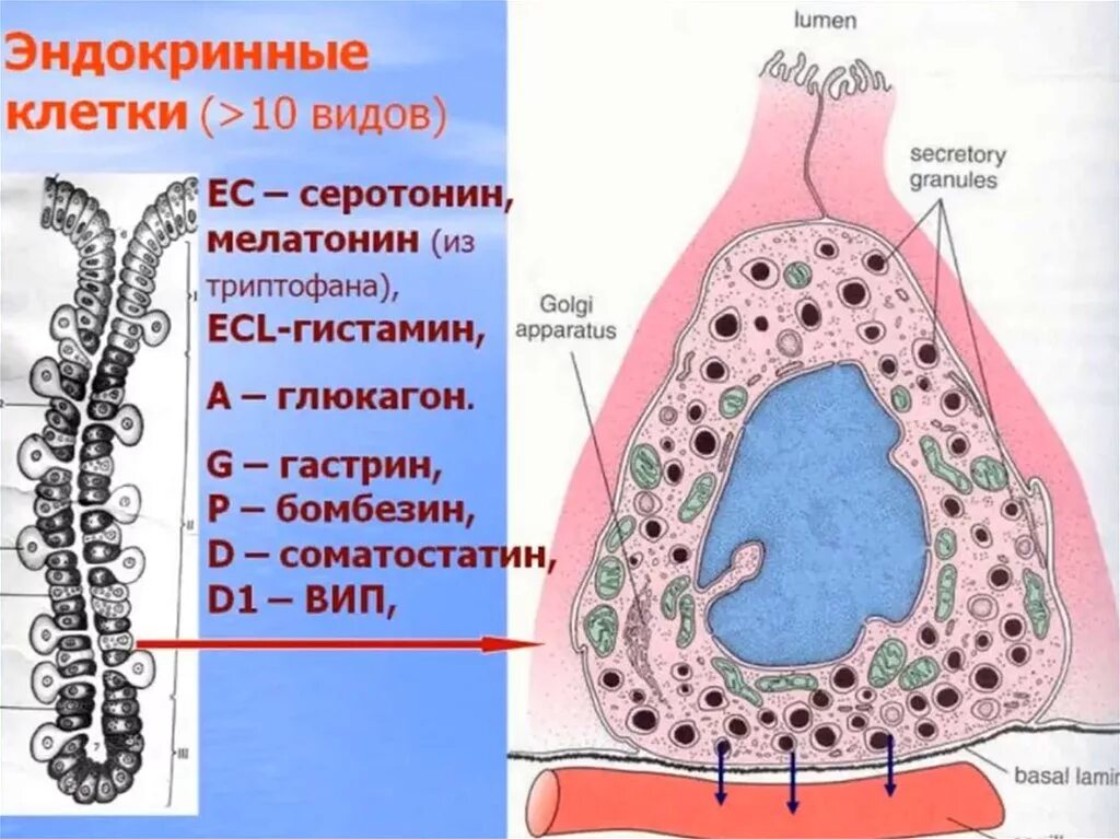 Эндокринные клетки желудка. Строение эндокринных клеток. Эндокринные клетки ЖКТ. G клетки желудка. Группы железистых клеток