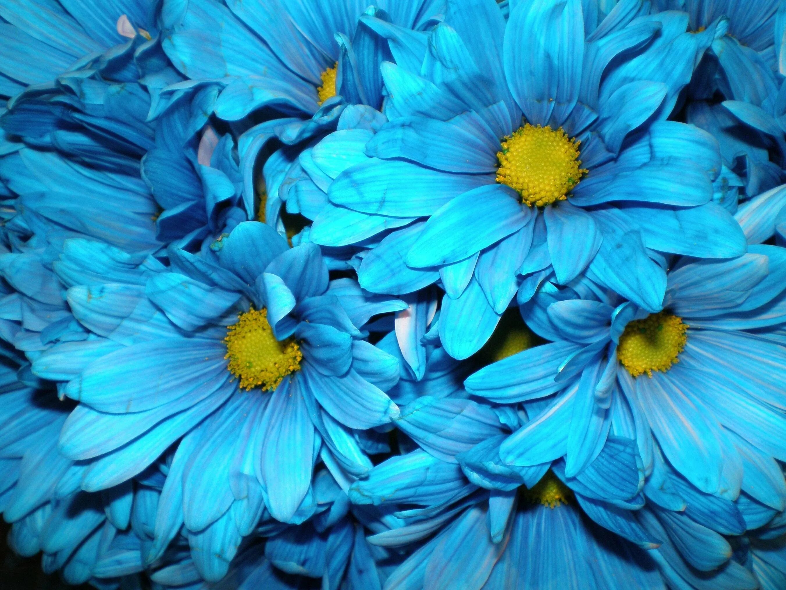 Выполнен в голубом цвете голубой. Хриза Ромашка голубая. Голубые хризантемы. Синие хризантемы. Чапек голубая Хризантема.