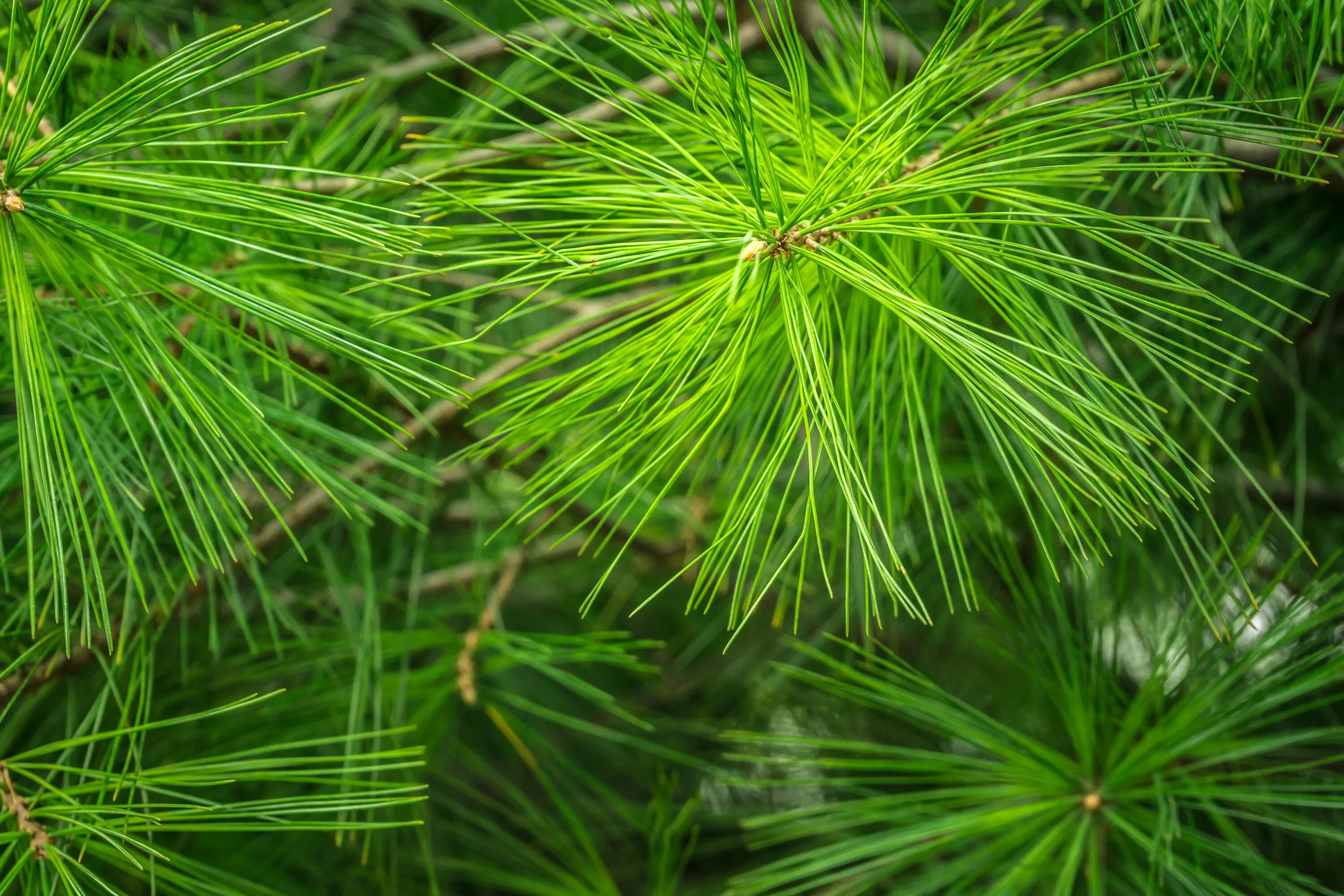 Глаз хвойный. Хвоинки хвойных растений. Растение хвойное Conifer. Сосна Грин Твист. Verde Pino Сосновая хвоя.