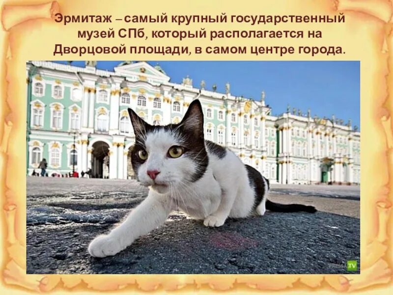 Эрмитажные коты. Коты Эрмитажа коты Эрмитажа. День Эрмитажного кота. Конкурс эрмитажный кот движение первых