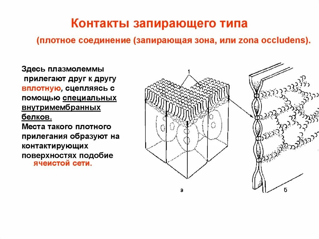 Запирающая зона