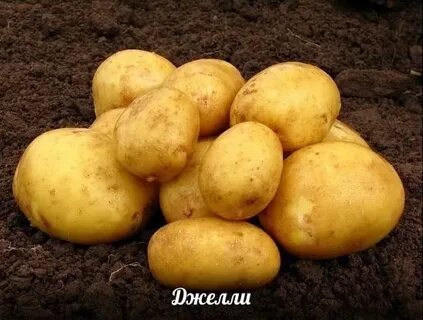 Сорт картофеля джелли