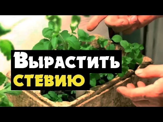 Стевия выращивание. Выращивать стевию. Как вырастить стевию. Стевия медовая трава выращивание. Стевия посадить.